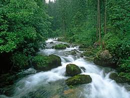 forest forest