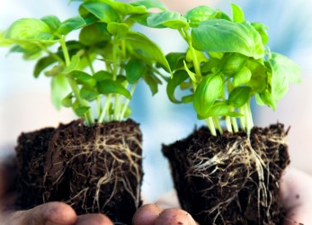 iStock_000010080351XSmall