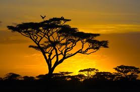 sunset1 sunset1