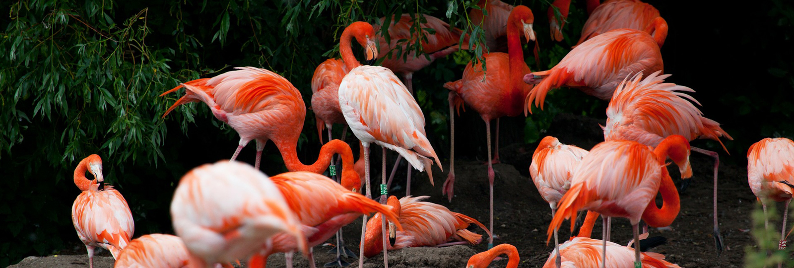flocks and feathers flocks and feathers